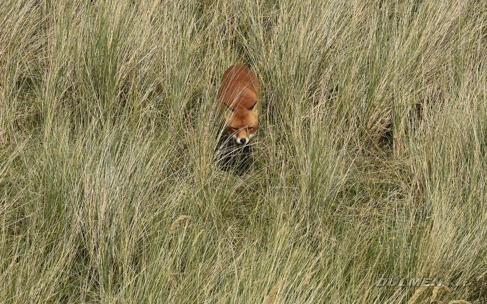 Fox (Vulpes vulpes)